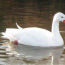 전통삼계탕오리 이미지