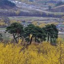 지리산산수유 이미지