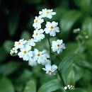 물망초forgetmenot 이미지