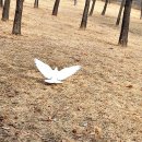 비둘기공원2 이미지