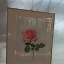 보태니컬아트아카데미련 | [대전] 한밭 수목원 장미 축제 / 보타니컬 아트展 후기