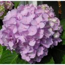 대구청과시장 이미지