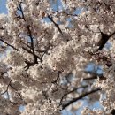 화랑유원지(제1주차장) | 안산 벚꽃명소 화랑유원지 개화사진, 주차