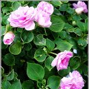 민들레화원 이미지