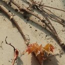 새순카센타 이미지