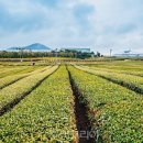 울산제주여행사 이미지
