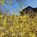 나무와창 이미지