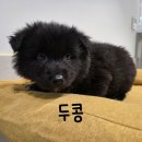 두콩 Daum카페