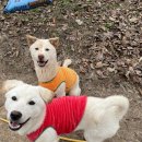 맛있개 먹었냥 | 김해강아지간식 김해애견용품은 장유 맛있개먹었냥에서!