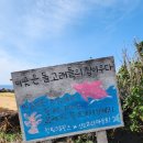제주도 돌고래포인트 엉알해안, 도구리알 포토존까지