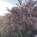 와룡산청룡사앞 | 사천 청룡사 겹벚꽃 명소 보러다녀온 후기