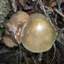 [식용분야] 외대덧버섯 ; Entoloma crassipes (Imaz. & Toki) Imaz. & Hongo √√|8월~ 이미지