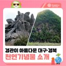 01-78 동구 | 🌄경관이 아름다운 대구·경북 천연기념물 소개 (+달성군 예스키즈존 축제🎆) : ✔도동측백나무숲 ✔비슬산...