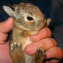 허갈닭강정 이미지