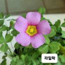 퍼플스타 이미지