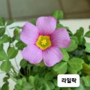 사랑초 12종 이미지