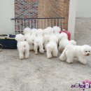 레이지포 이미지