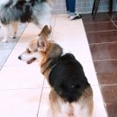 댕댕이아지트 이미지