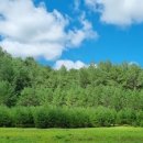 음악이흐르는숲 이미지