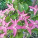 분꽃농장 이미지