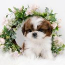 도로시 펫 이미지