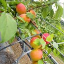 버드네농장 이미지