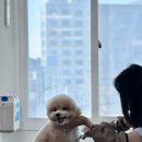 애견미용 이미지