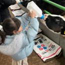 서암리농장 | 김포 연보람목장 예약 방문 후기! 소 젖 짜기 먹이 주기 피자 만들기