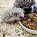 달펫 소동물샵 이미지