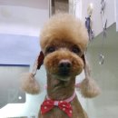 피닉스애견미용 이미지