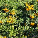 한라산농장 이미지