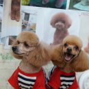 위드퍼피 애견미용실 이미지