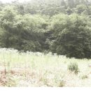 숲속의 계곡 이미지