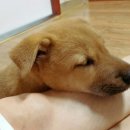 황보농장 이미지