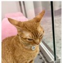 냥카페,루브 | 중앙역 고층뷰 디저트맛집 안산고양이카페 냥카페루브 방문후기