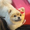 댕댕워시 이미지