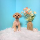 펫브릿지 이미지