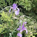 소희꽃농원 이미지