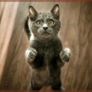 기분좋은 동물병원 이미지