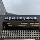 옷고르는고양이 | 고양이가 먼저 다가오는 수원 고양이카페｜야옹이네고양이카페에서 개냥이 만난 후기