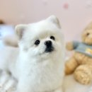 그루머제인 이미지