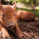 충만농장 이미지