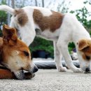 개라다이스 이미지