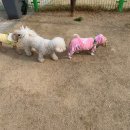 강아지놀이터 이미지