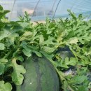 대산청과 이미지