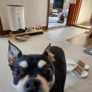 펫홀릭더라이프 이미지