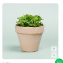 식구개 | 초보 식집사의 식구 늘리기 플랜테리어 티에라선인장과 데팡스 내돈내산 후기