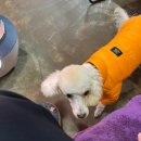 서진카손세차 이미지