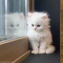 예송동물병원 이미지