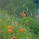 나리반점 이미지